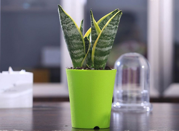 常见的十种除甲醛植物，你都知道吗？